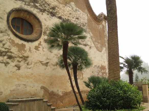 (Chamaerops humilis) Fan palm in Alfabia gardens, Mallorca