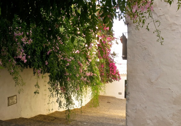 Bougainvillea and Podranea ricasoliana (Pink trumpet vine) in Ibiza