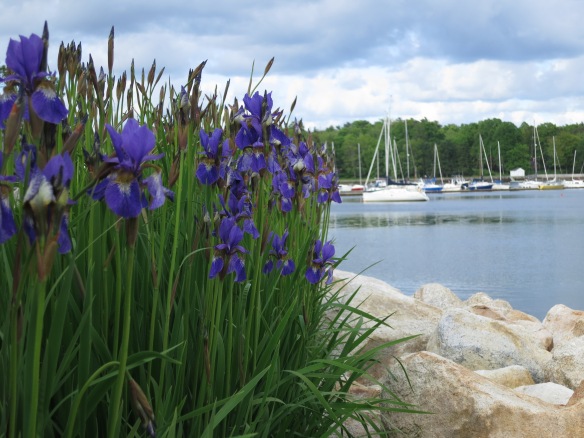 Flag (Iris) hedge by the ocean in Bedford NS.